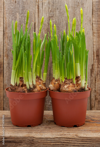 daffodils two pots wooden background spring blooming