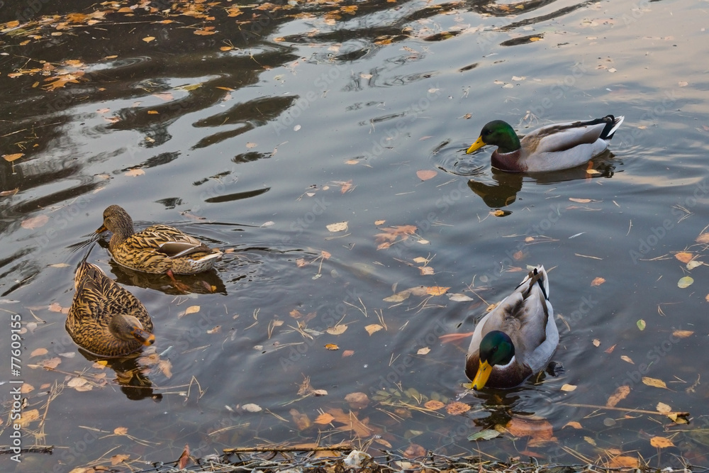 wild ducks on the lake wild ducks on the lake