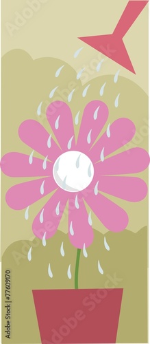 watering pink flower