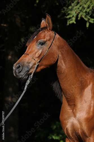 Beautiful arabian mare