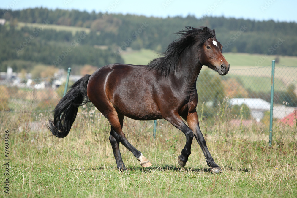 Brown mare of czech sport pony running Brown mare of czech sport pony running