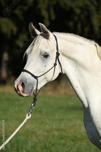 Amazing white stallion of arabian horse © Zuzana Tillerova