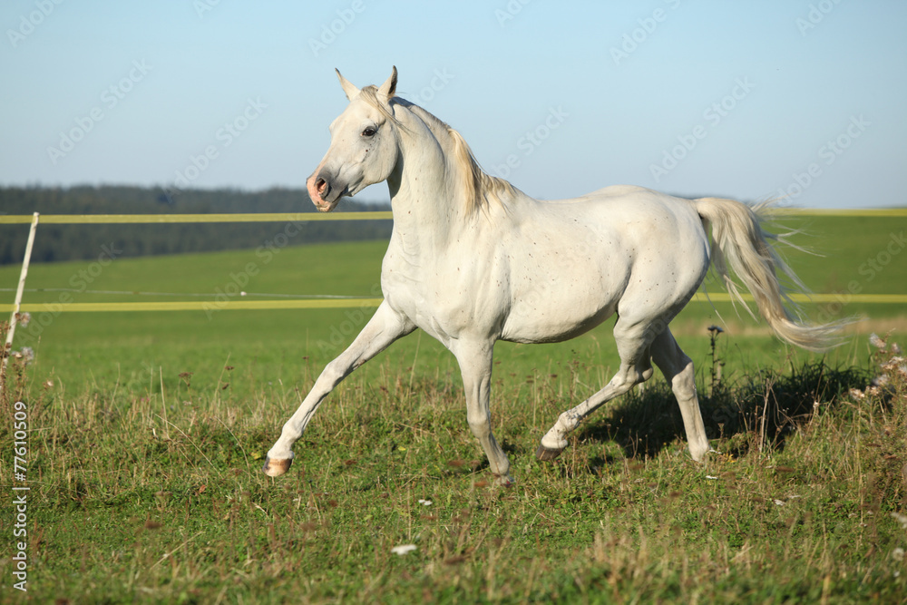 Amazing arabian stallion running Amazing arabian stallion running