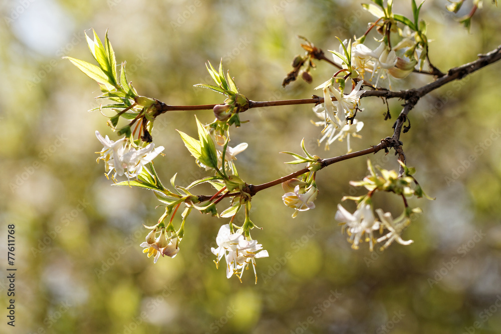 Tree flowering Tree flowering