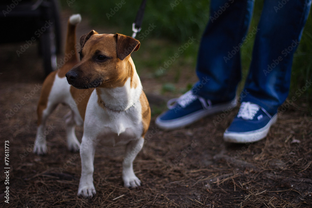 the dog looks into the distance