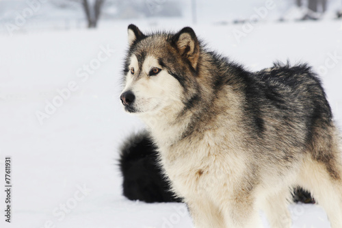 siberian husky