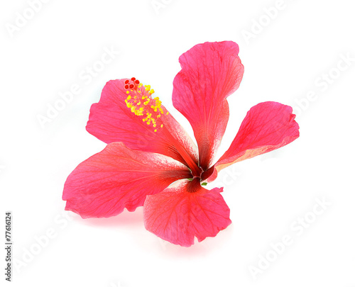 red hibiscus flower isolated on white background