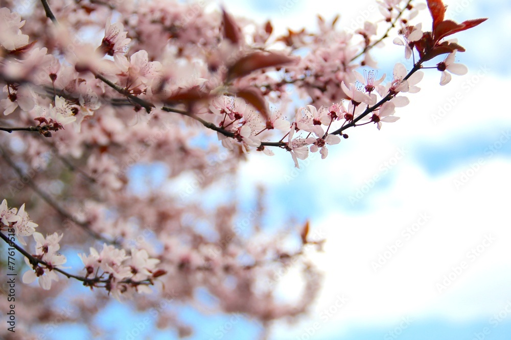 Frühling Kirschblüte Baum April