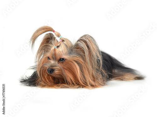 yorkshire terrier isolated on white