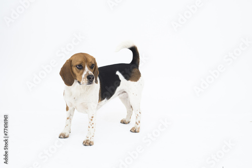 Tricolor beagle dog isolated on white