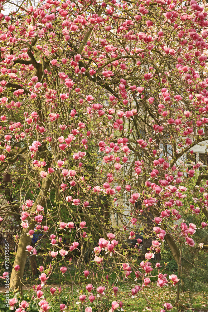 Magnolienbaum 6 Magnolienbaum 6