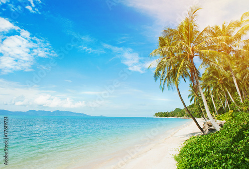 Tropical beach with coconut palm