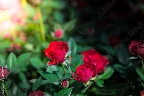 Red roses close up