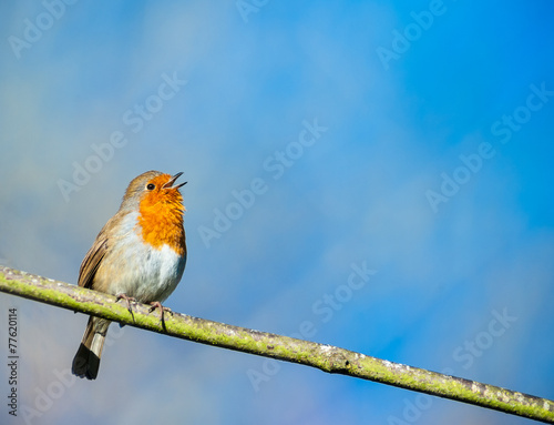 cute little robin bird singing on a tree branch