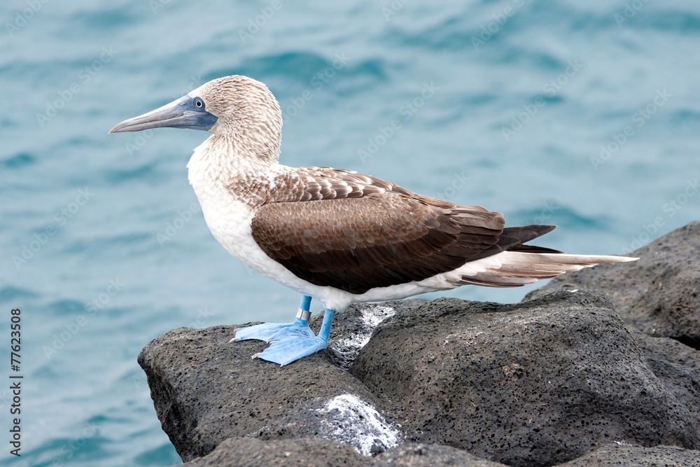 Blue-footed booby North Seymour Island, Galapagos Islands