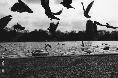 Fototapeta kuchenna Pigeons