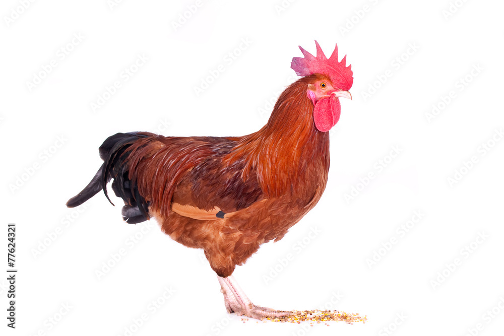 Fototapeta premium Rooster against a white background