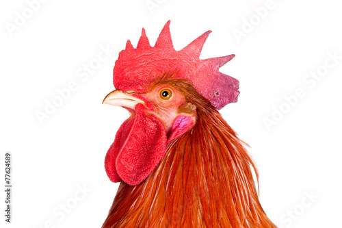 Profile of a rooster, looking up