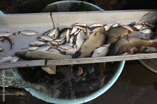 Traditional autumn mass fishing in South Bohemia, Czech Republic