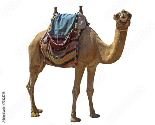 Canvas Print camel