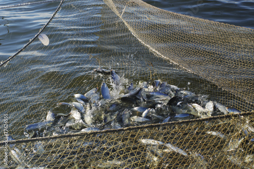 seine with catch of fish peled