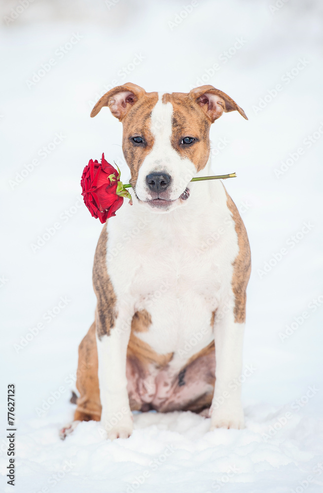 Little puppy holding a red rose in his mouth