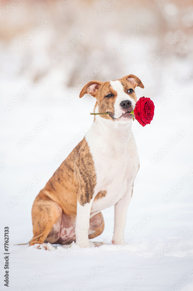 Little puppy smile and hold a red rose in his mouth