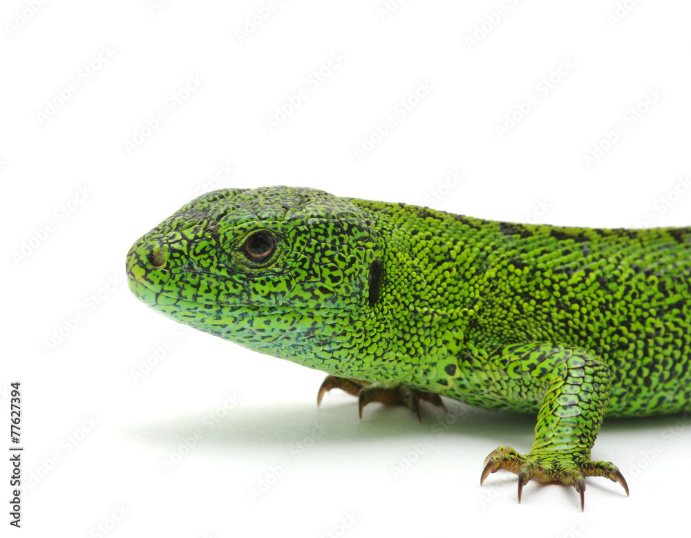 green lizard