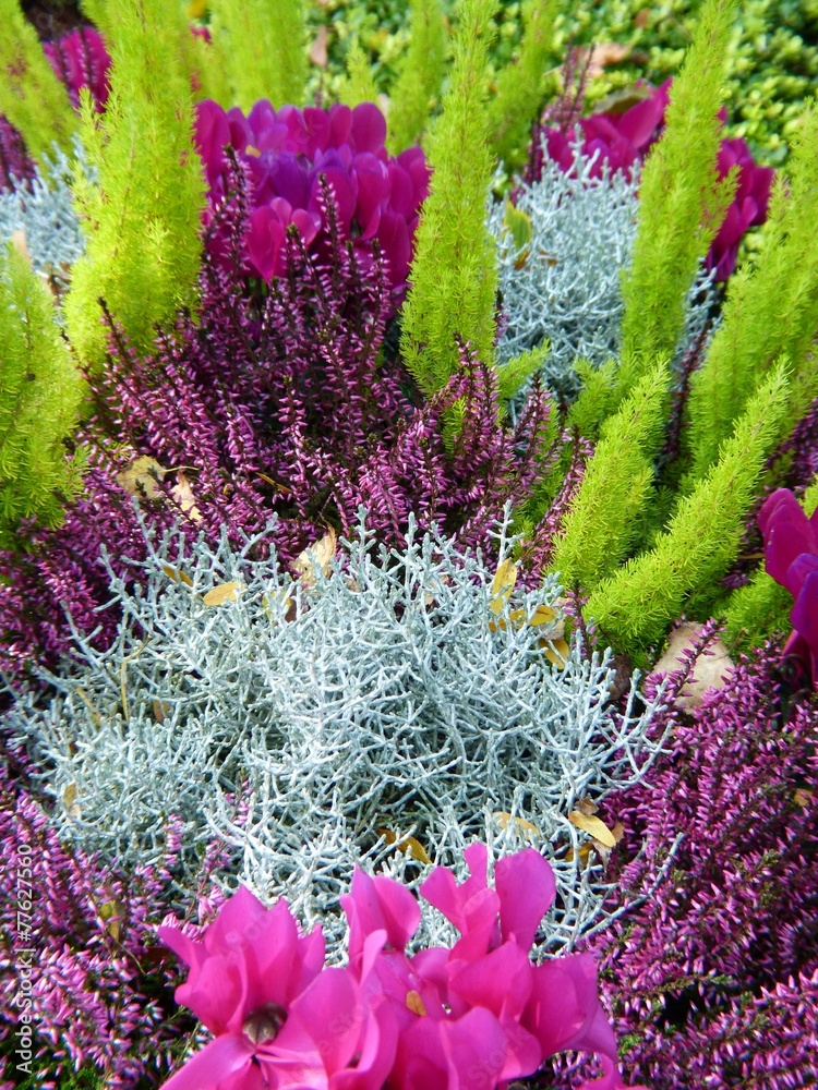 Steinpflanzen im Garten StockFoto Adobe Stock