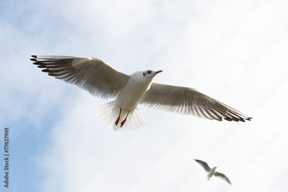 Fototapeta premium Black-headed Gull, Chroicocephalus ridibundus