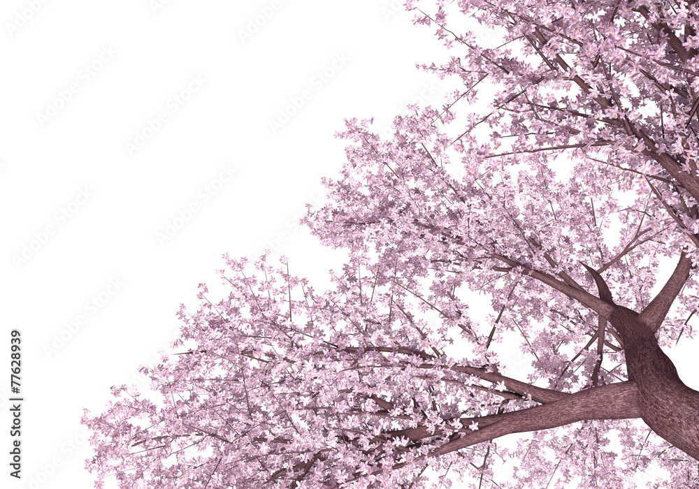 桜 桜