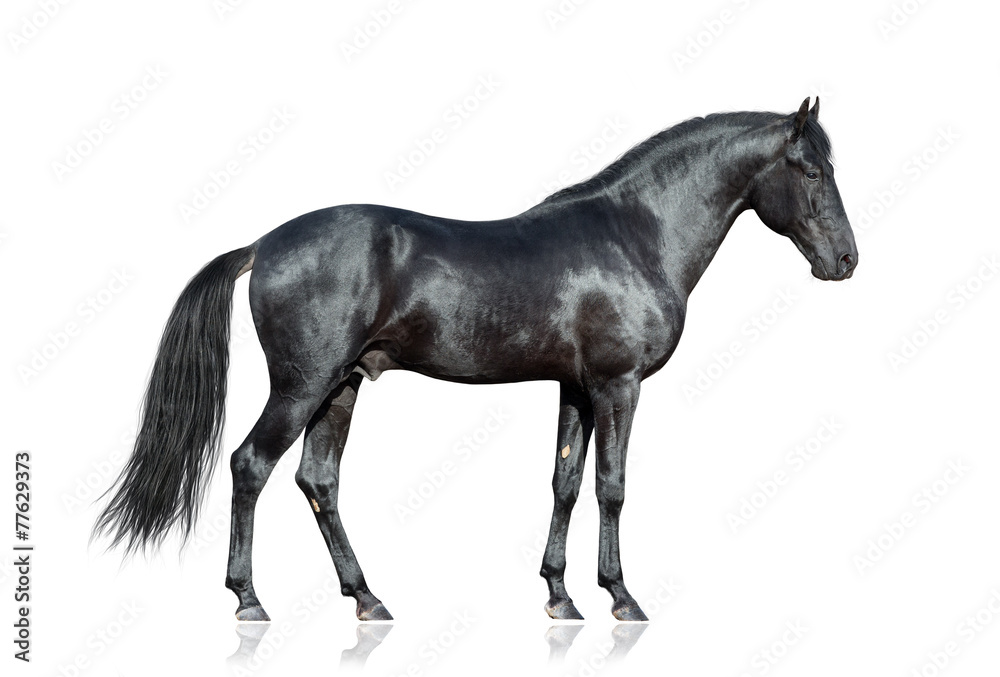 Fototapeta Czarny koń stoi na białym tle, na białym tle.