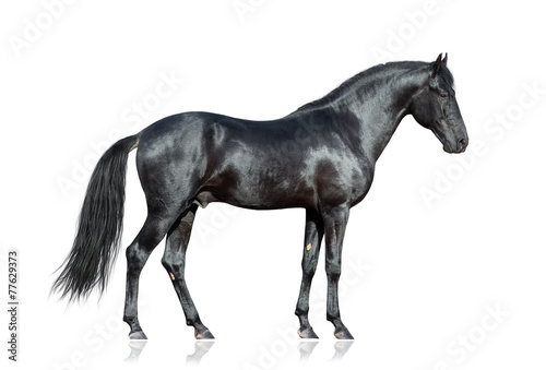 Black horse standing on white background  isolated.