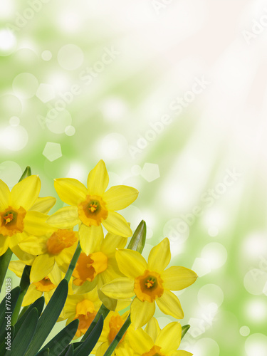 yellow daffodils with sunny abstract bokeh background