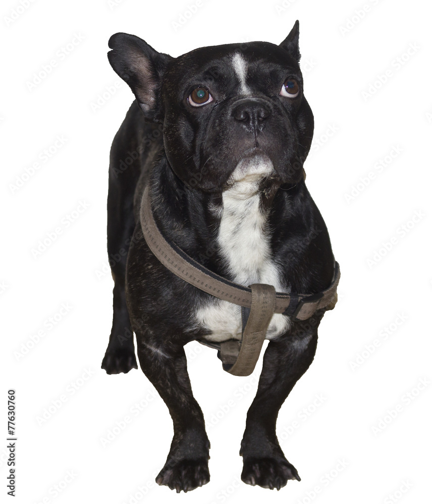 French Bulldog 3 French Bulldog 3