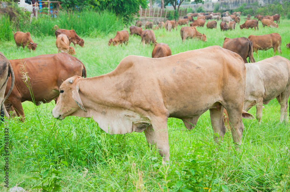 agriculture, america, animal, bull, cattle, countryside, cow, do agriculture, america, animal, bull, cattle, countryside, cow, do