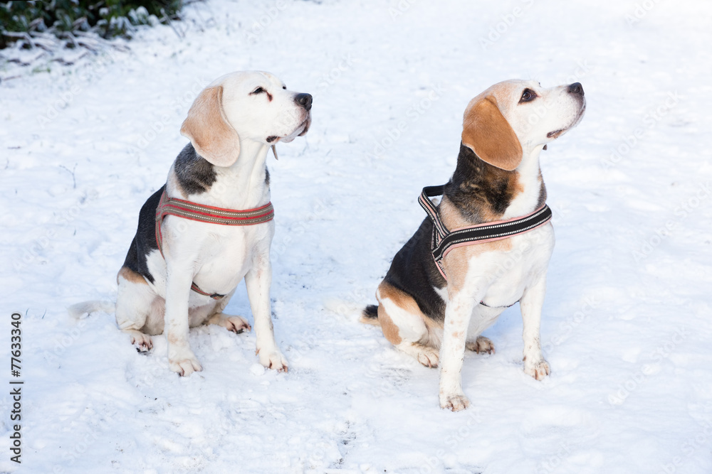 Two hunting dogs sitting together in snow