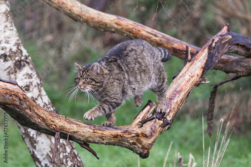Scottish Wildcat walking along a branch photo