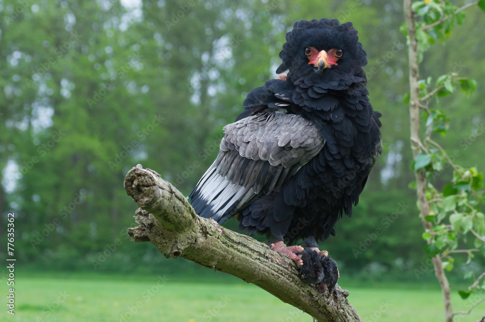 Fototapeta premium Bateleur