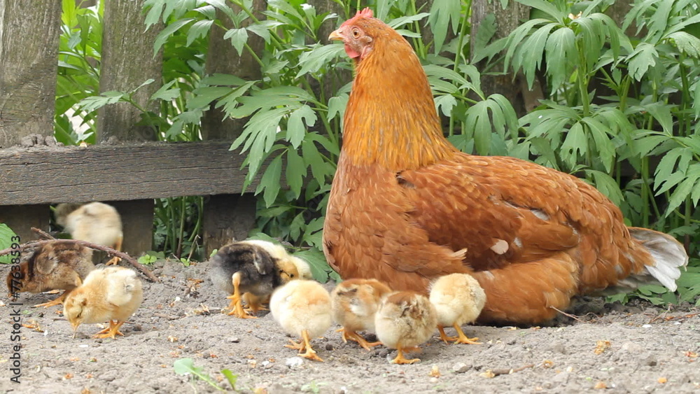 Hen and baby chickens in rural