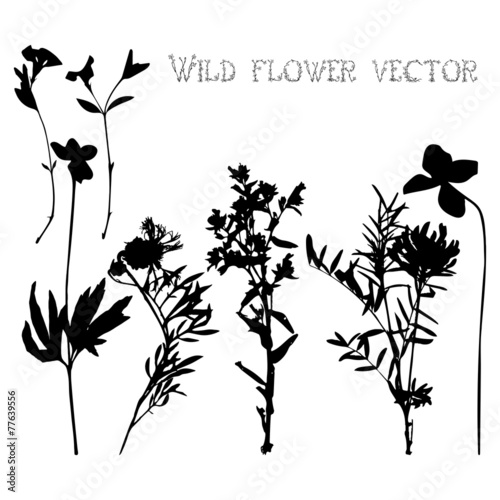 Set silhouettes of wild flowers vector