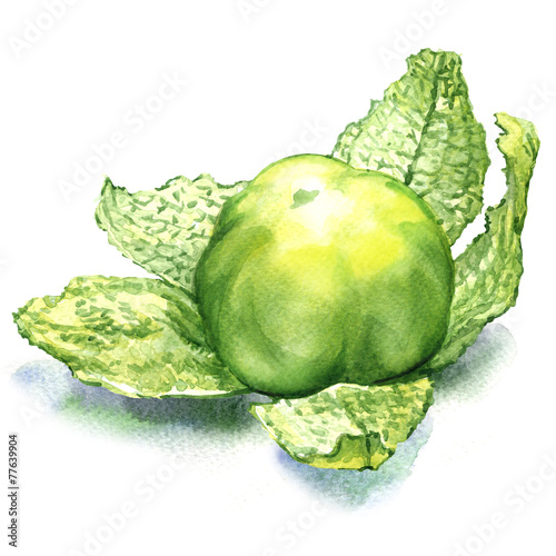 green tomatillo fruit isolated on white background photo