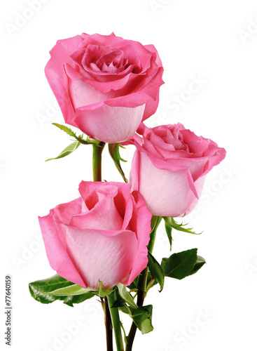 Rose flowers bunch isolated on white background
