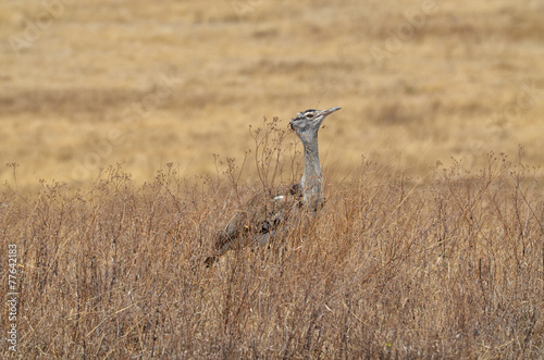 Kori Bustard-Ardeotis Kori