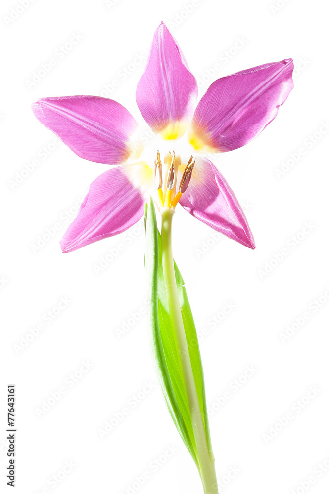 Obraz premium Tulpe gerupft - lila