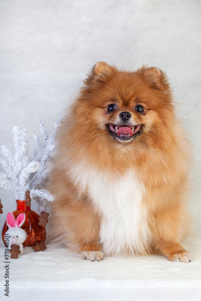 Cute redhead Pomeranian puppy smiling on a white background Cute redhead Pomeranian puppy smiling on a white background