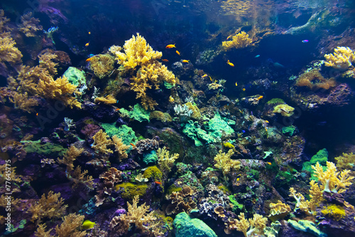 Fototapeta Naklejka Na Ścianę i Meble -  Fishes and corals reef in Aquarium