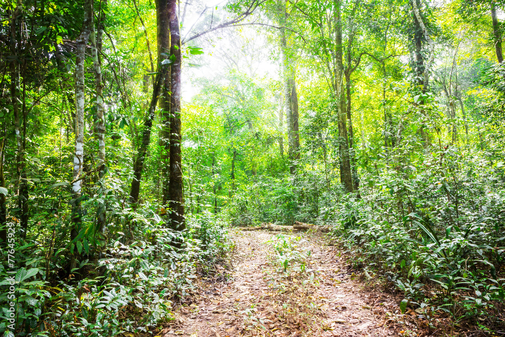 Obraz premium Green forest