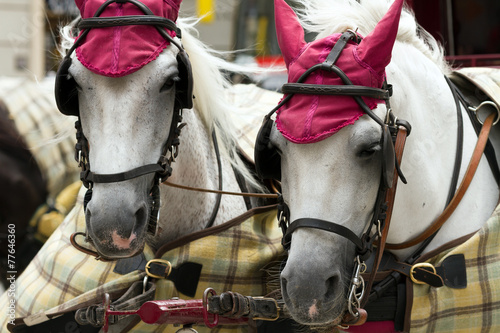 The heads of two horses for city walks in Vienna, Austria