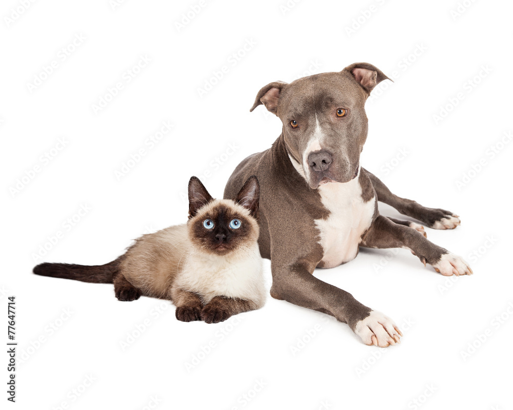 Pit Bull Dog and Siamese Cat